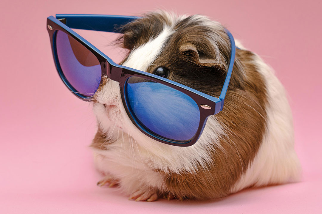 Cours Hamster Cours by Les Chroniques de Nathalie